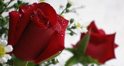 Red Rose Day