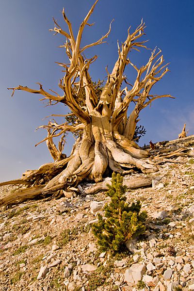 Árvores Milenares | Millennial Trees