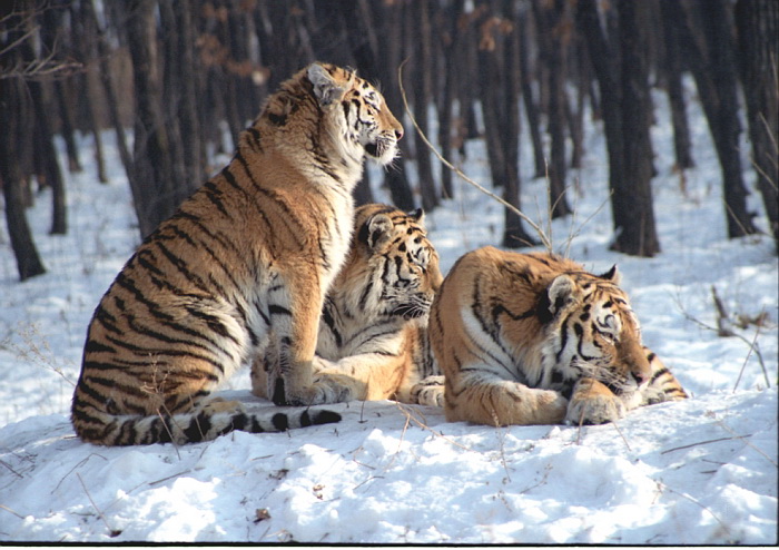 Animals Plants Rainforest Tiger Amur Siberian  Panthera 