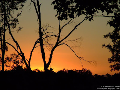 Orange Sunrise in Australia with Tree Silhouette