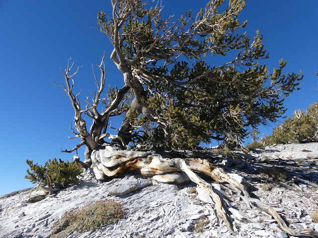 32: bristlecone with long exposed root