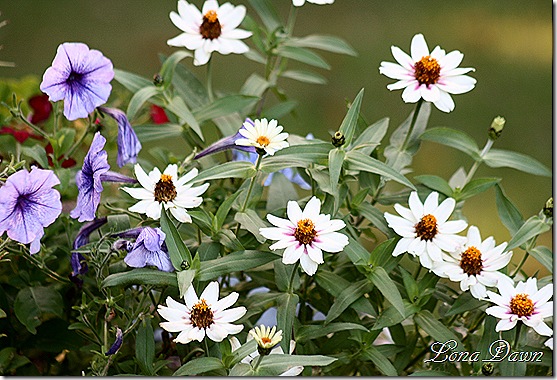 Tub_Zinnias