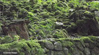 Stones from old settlements - Waimea Valley, Oahu, HI