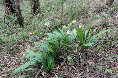 Calanthe triplicata orchid plant care and culture