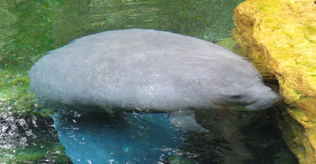 Manatees 