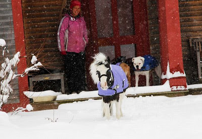 Einstein - The World's Smallest Horse Seen On lolpicturegallery.blogspot.com