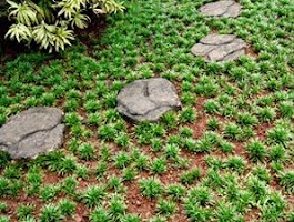 Pohon kucai mini pengganti  rumput  ~ tukang taman murah