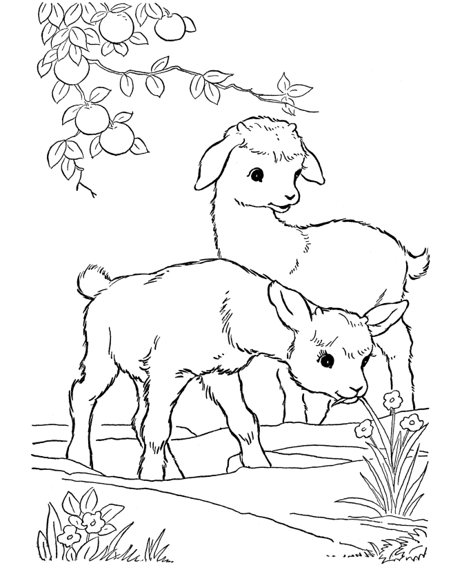 Animal Coloring Pages