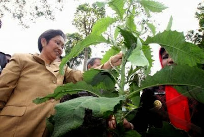 Daun Sembung, Obat Anti Nyeri pada  Penderita Kanker