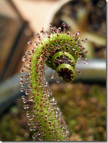 Drosera-regiajpg