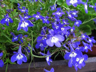 lobelia