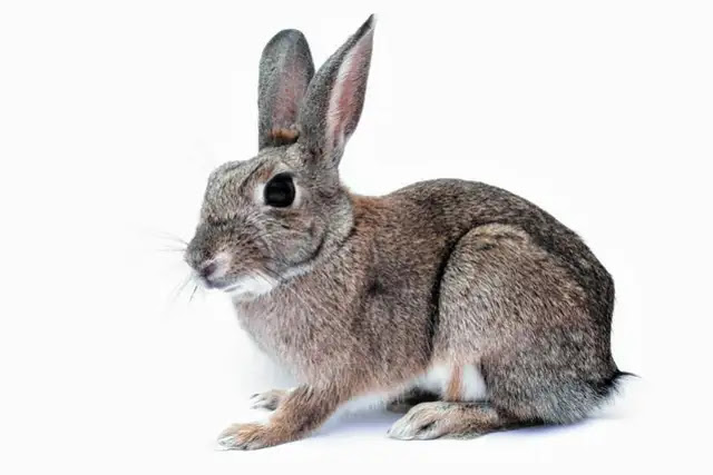 100 Fascinating Facts About Rabbits: Everything You Need to Know!