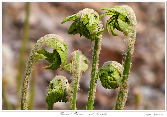 Brewster's Woods: ... with the births...