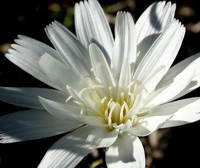 Chicory Wallpaper