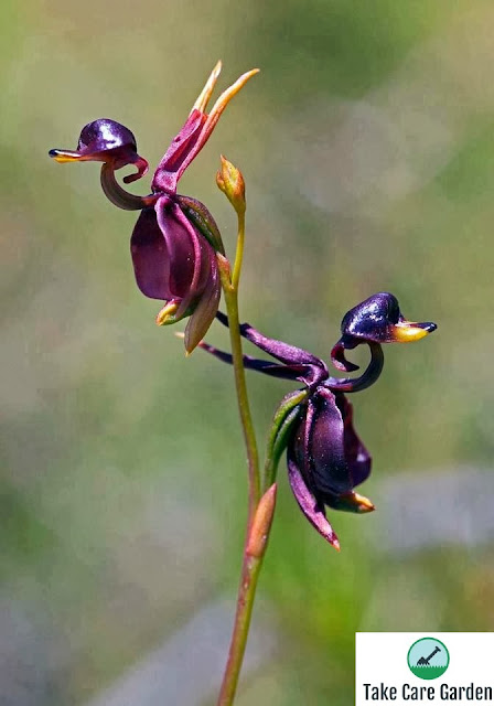 Orquídea do Mês: A Orquídea Pato Voador Caleana major