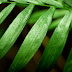 Pure Green HD leaf wallpapers