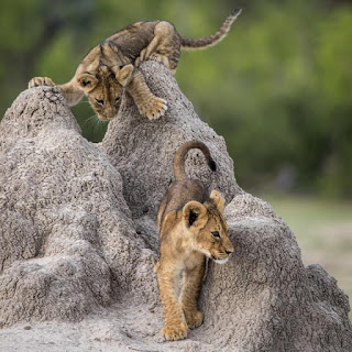Photo de lionceaux par Yuri Leeuwerik