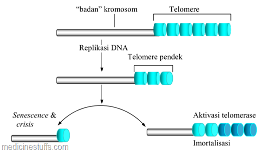 aktivasi-telomerase-mencegah-pemendekan-kromosom