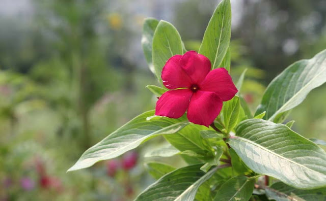 Vinca Flowers Pictures