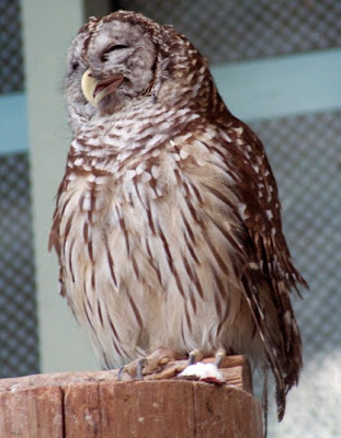 Laughing Owls Seen On www.coolpicturegallery.us