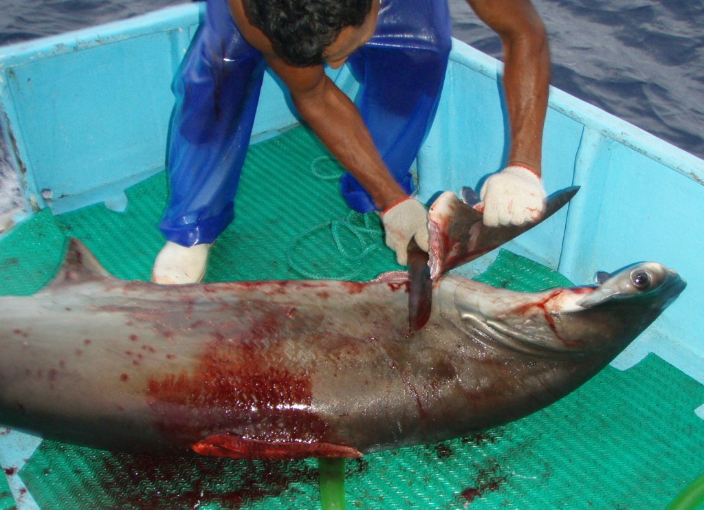 shark finning facts. defence for shark finning,