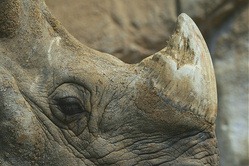 Rhino Horn