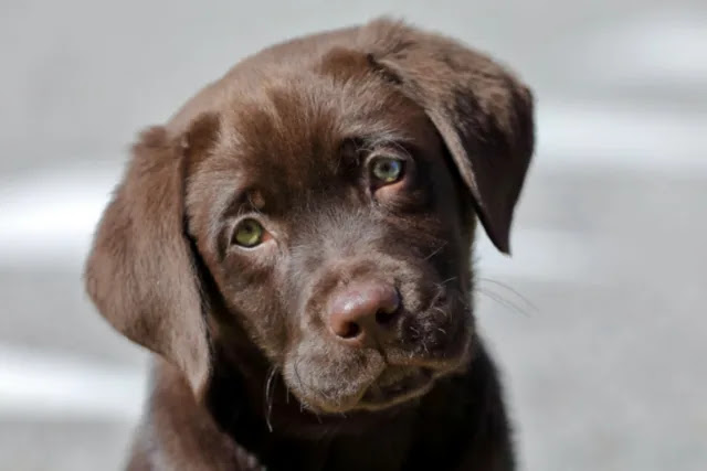 est-ce-que-le-labrador-est-calme