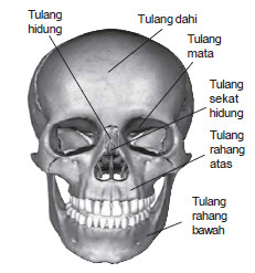 IPA Kelas 4 Bab 1 - Budi Wahyono