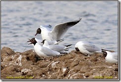RSPB Blacktoft Sands - Abysmal light