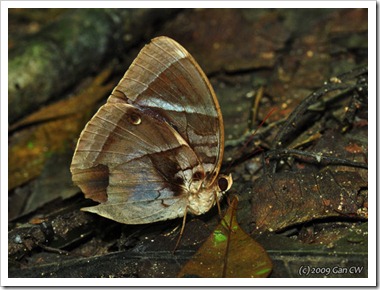Thaumantis odana  pishuna-MYUluYam-20091205_D4056-640