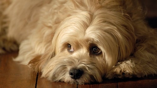 Benji 1974 1080p