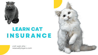 cost of cat insurance