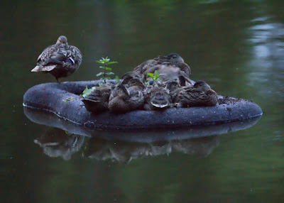 baby ducks island