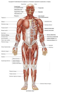 Musculature Anatomy of the Human Body Picture