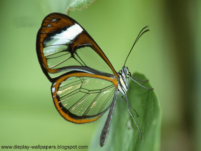 Butterfly Desktop Wallpaper HD