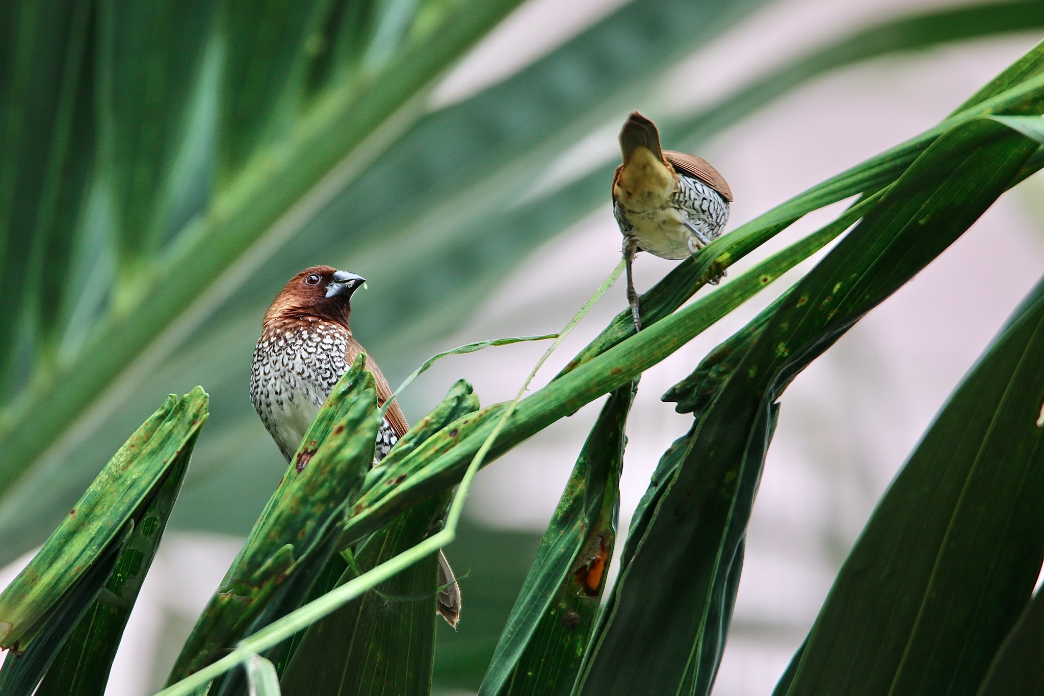 Munia making nest, munia breeding. high resolution images free