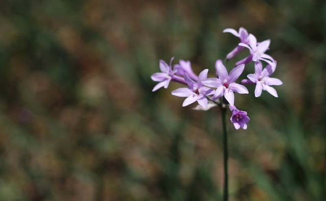 Society Garlic Flowers Pictures