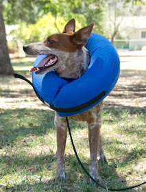 donut cone collar