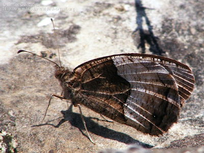 http://www.biodiversidadvirtual.org/insectarium/Hipparchia-hermione-img504725.html