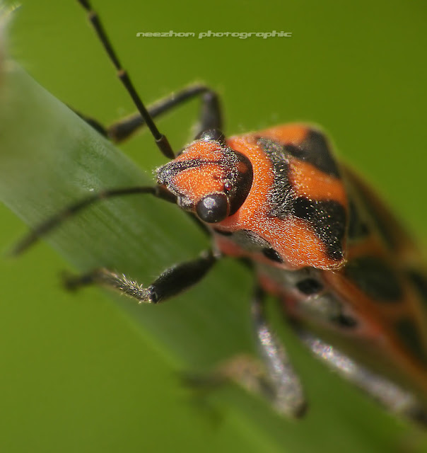 Red black Shield bug