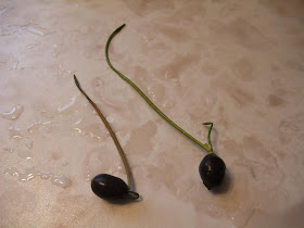 how to grow a lotus in a cup, indoors