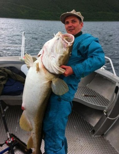 international fishing news: norway: 75 pound atlantic cod