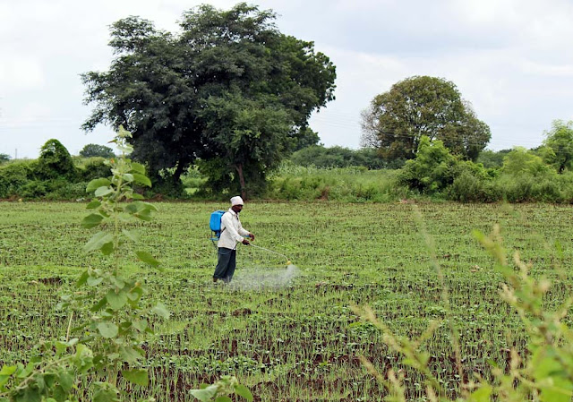 spraying of pesticide in field