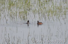 Black-necked grebe at the derelict control tower