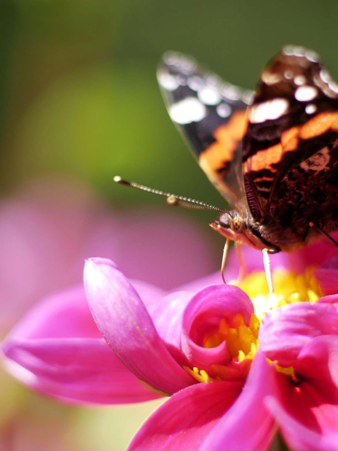 Dahlie mit Schmetterling