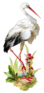 white stork bird image digital clipart illustration artwork 