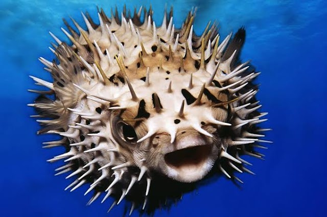 Top most Poisonous and Venomous Fishes