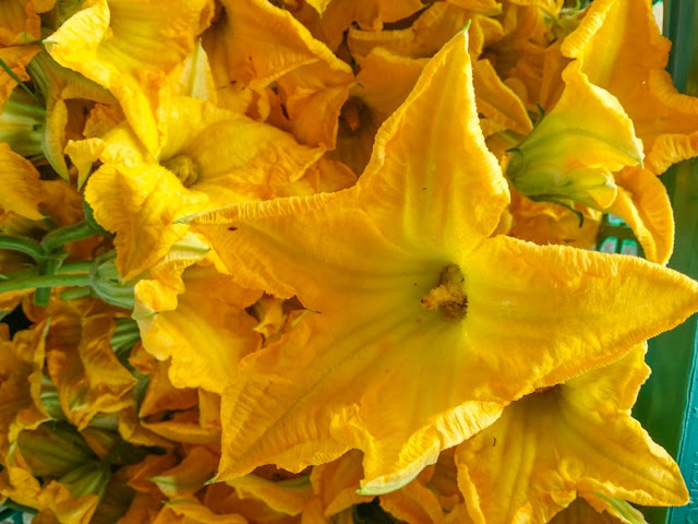 Pumpkin Plant Flowers