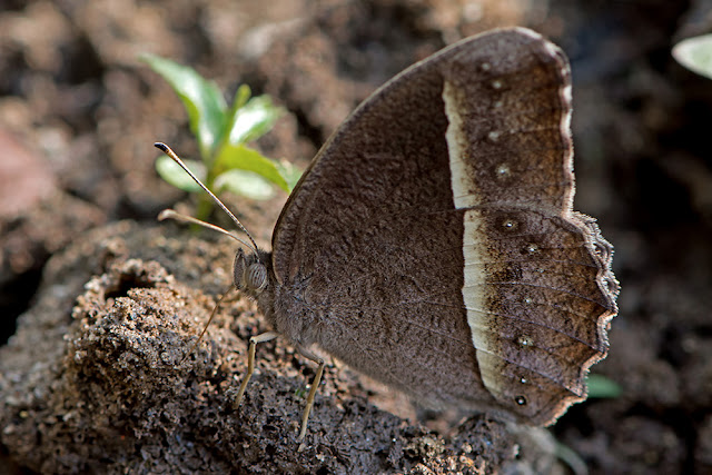 Mycalesis malsara the White-line Bushbrown butterfly