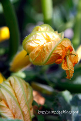 august-in-the-garden-courgette